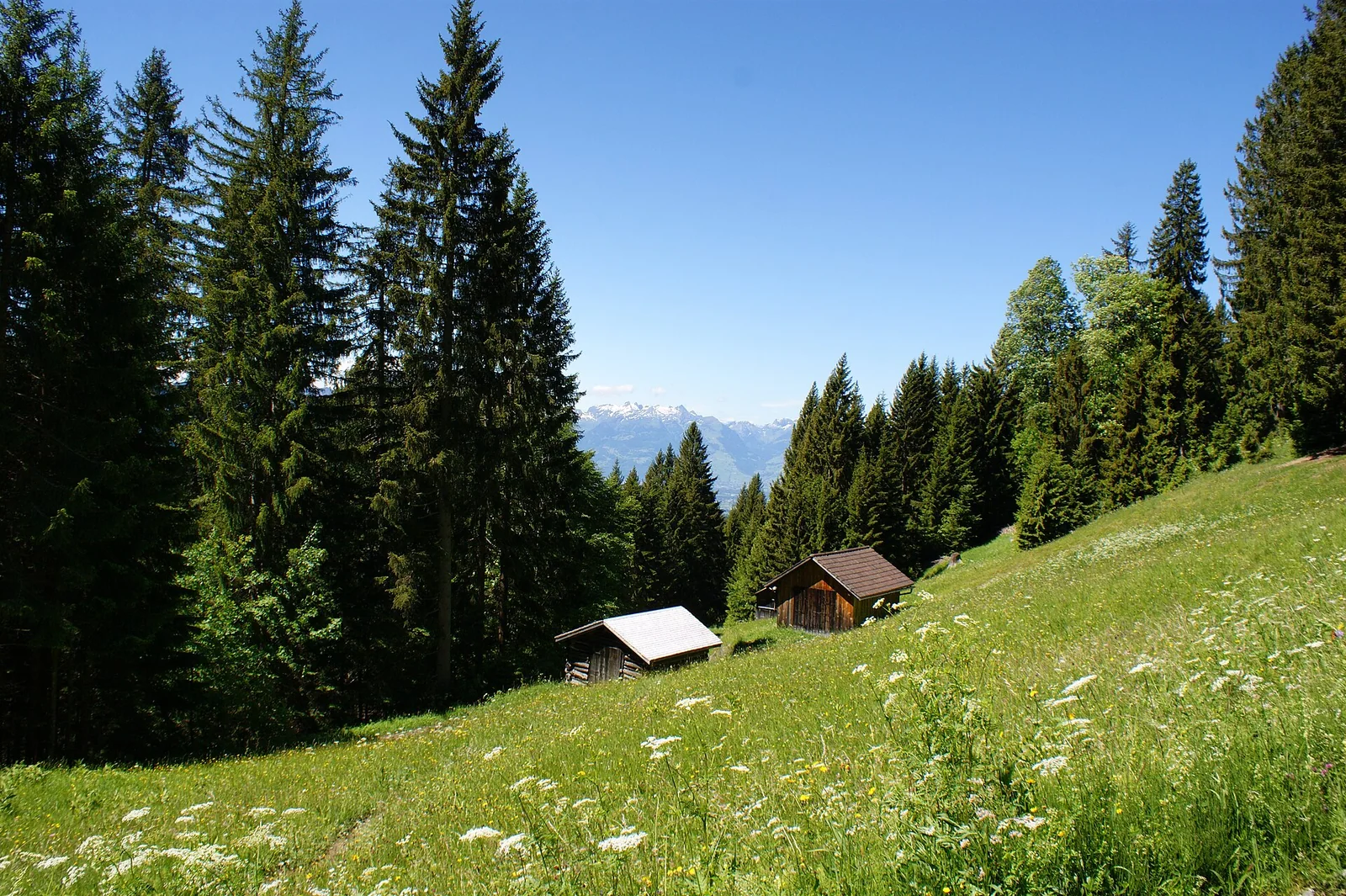 Heuwiese in einer österreichischen Landschaft